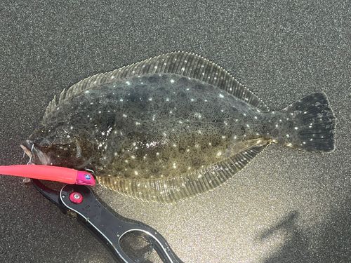 ソゲの釣果