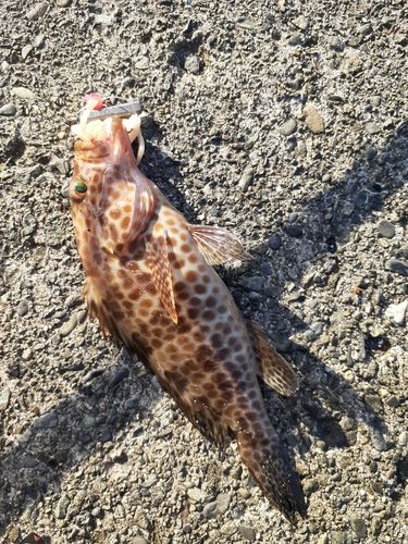 オオモンハタの釣果