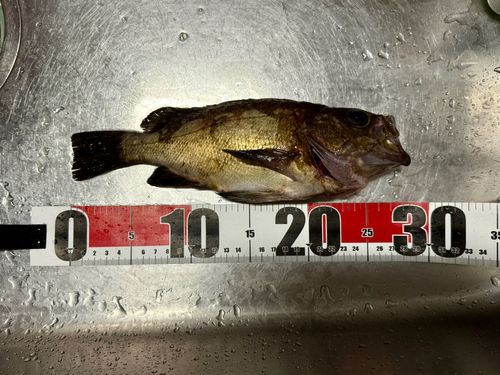 メバルの釣果