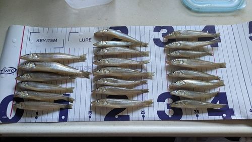 シロギスの釣果