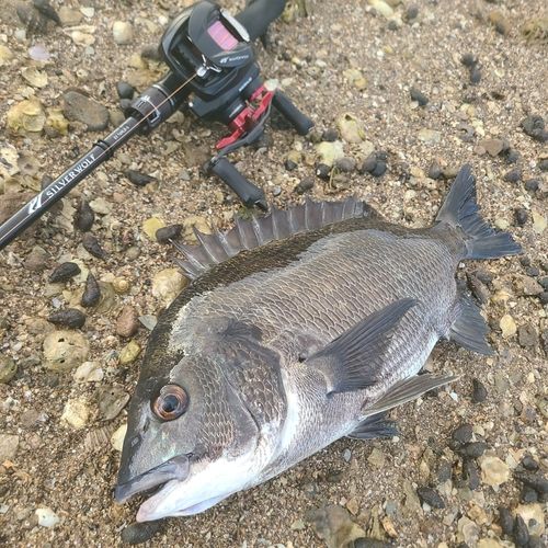 チヌの釣果