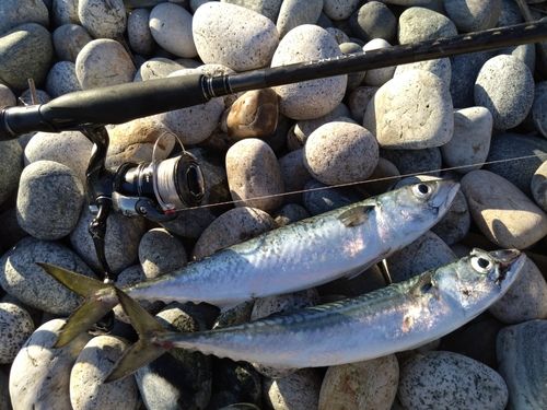 サバの釣果
