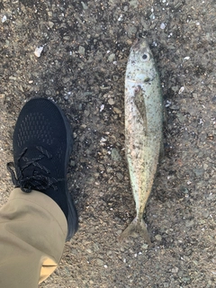 メアジの釣果