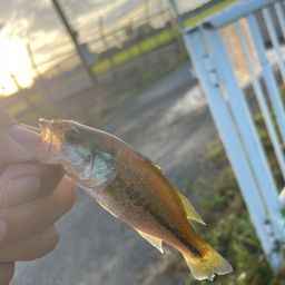 ラージマウスバス