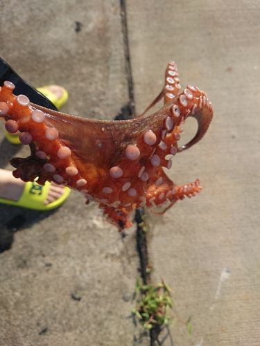 タコの釣果