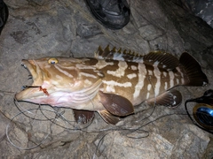 クエの釣果
