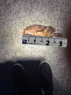 キジハタの釣果