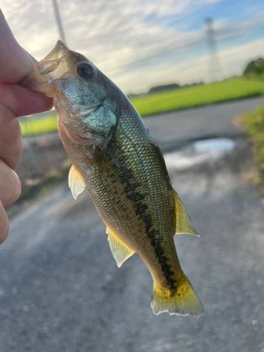 ラージマウスバスの釣果