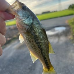 ラージマウスバス