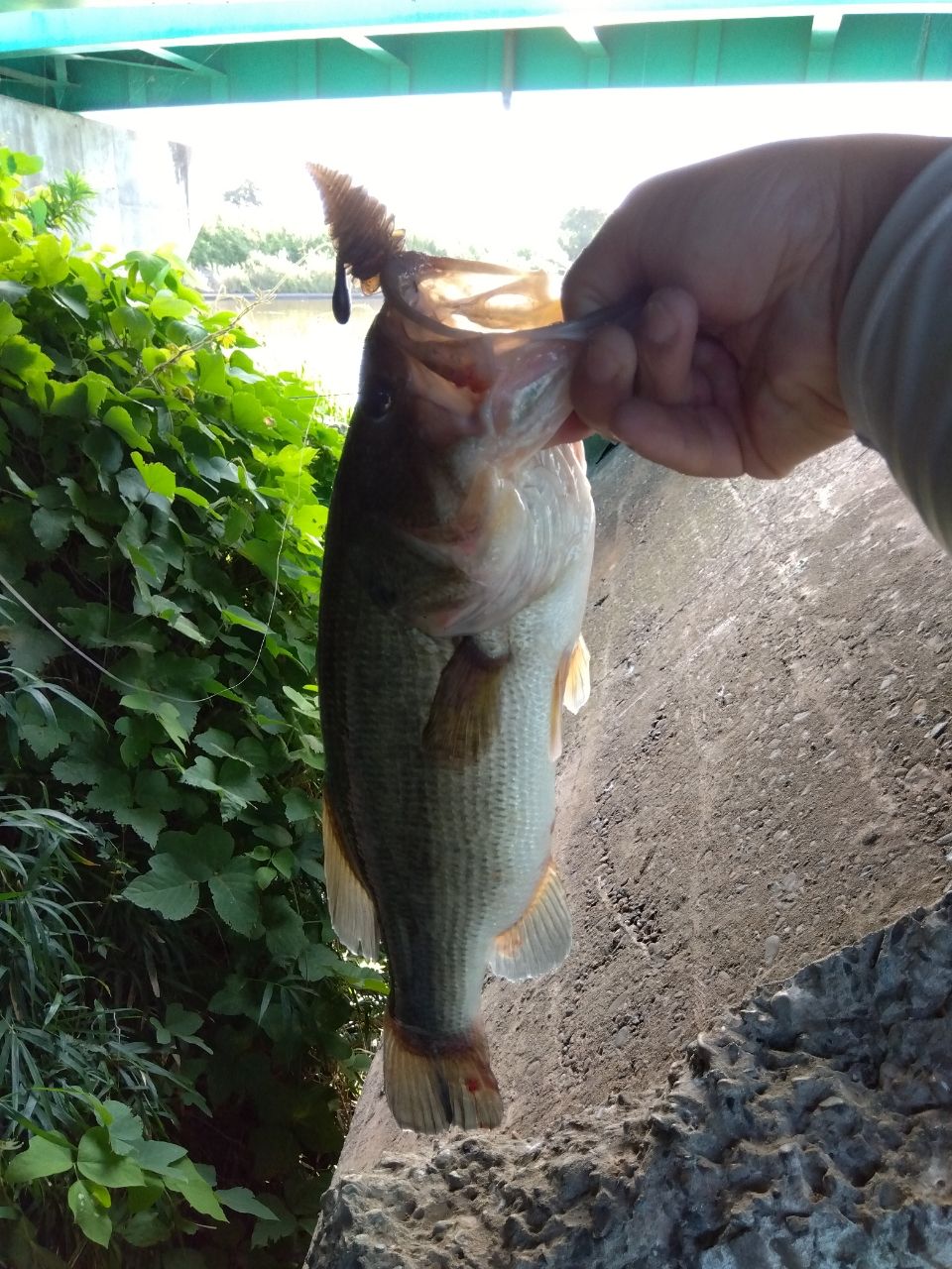 ラージマウスバス