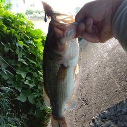 ラージマウスバス