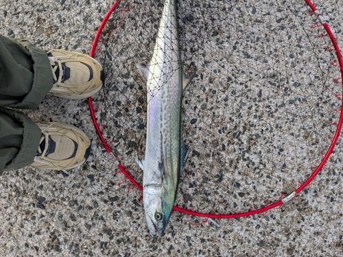 サゴシの釣果