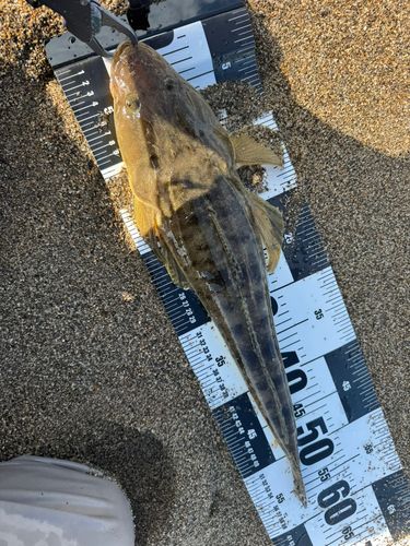 マゴチの釣果