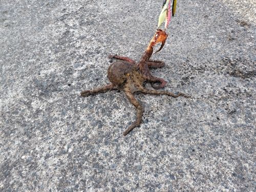 タコの釣果