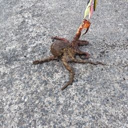 タコ