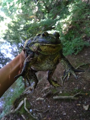 ブルーギルの釣果