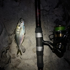 マアジの釣果