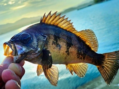 メバルの釣果