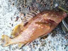 キジハタの釣果