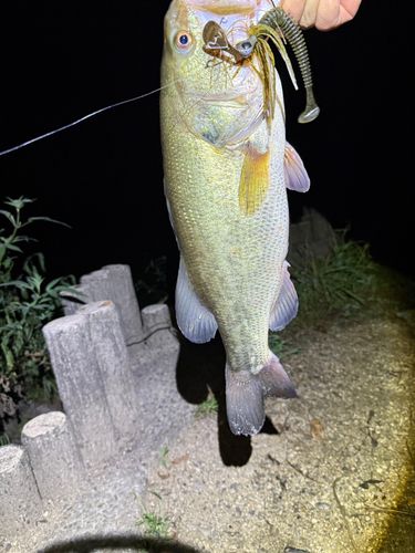 ラージマウスバスの釣果