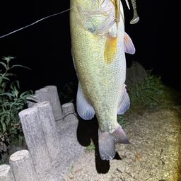 ラージマウスバス