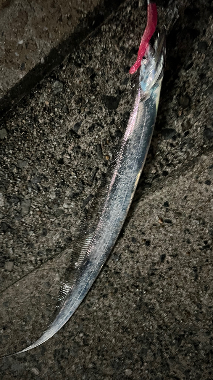 週間日本の魚釣り 1〜209号 taitantsuru さんの 2025年07月20日のタチウオの釣り・釣果情報