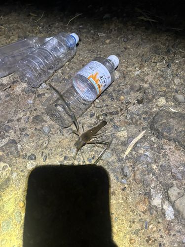 テナガエビの釣果