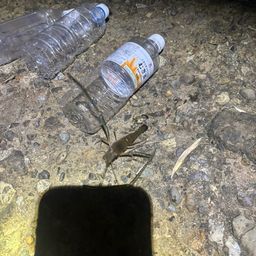 テナガエビ