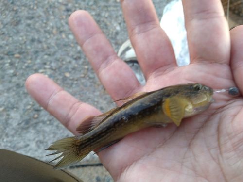 ヌマチチブの釣果