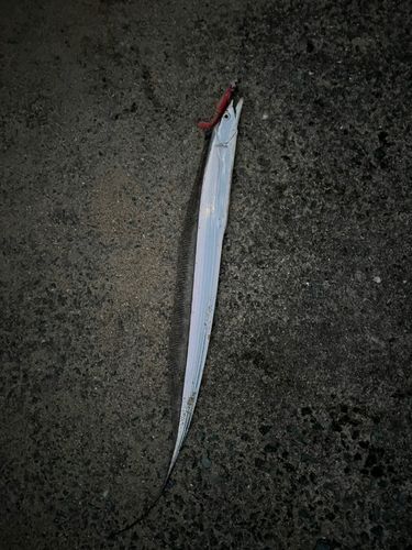 タチウオの釣果