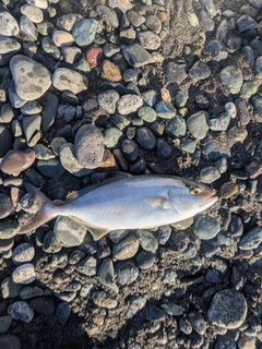 ショゴの釣果