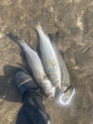 フッコ（マルスズキ）の釣果