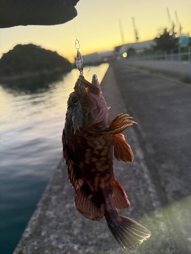 カサゴの釣果