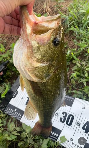 ブラックバスの釣果