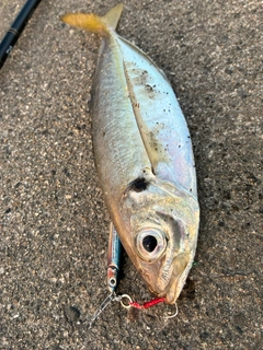 マアジの釣果
