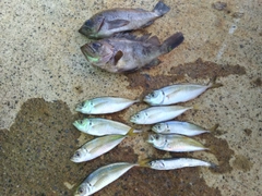 アジの釣果