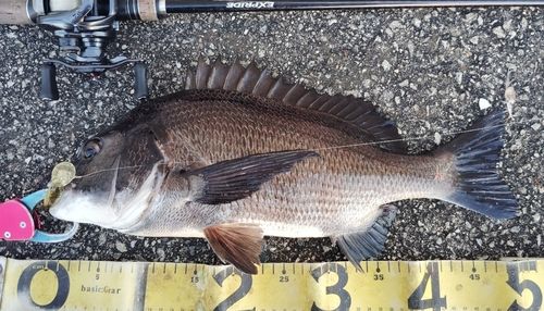 チヌの釣果