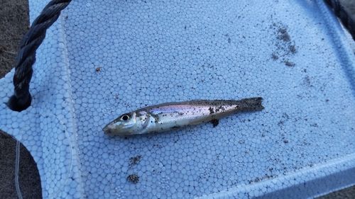 キスの釣果