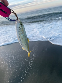 ワカシの釣果