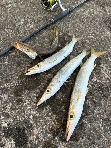 カマスの釣果