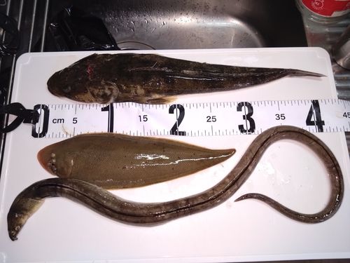 ホタテウミヘビの釣果