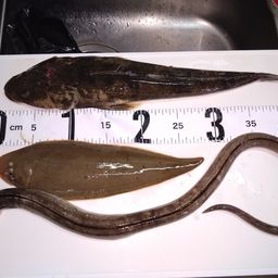 ホタテウミヘビ