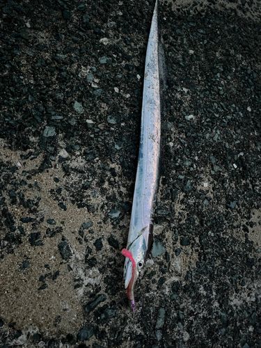 タチウオの釣果