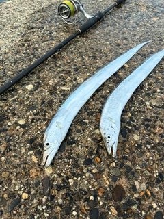 タチウオの釣果