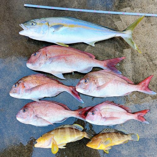 ヒラマサの釣果