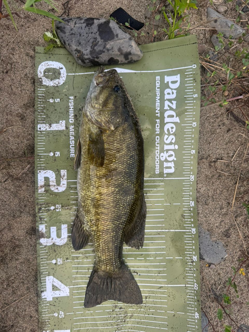 スモールマウスバス