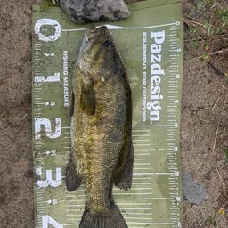 スモールマウスバス