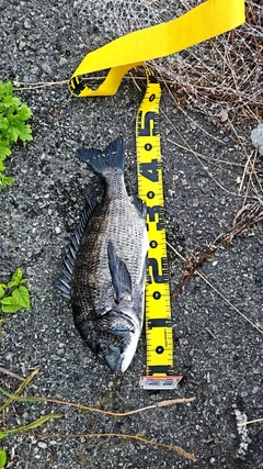 チヌの釣果