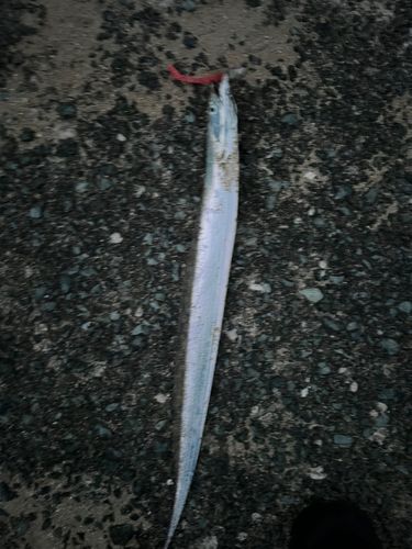 タチウオの釣果