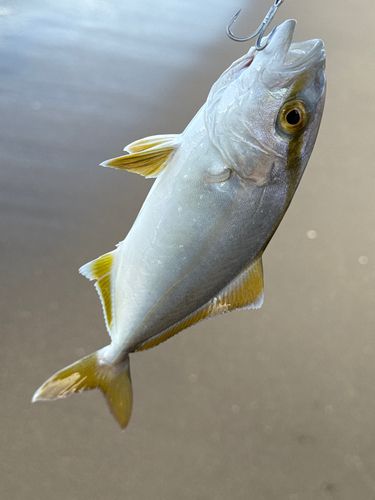 ショゴ